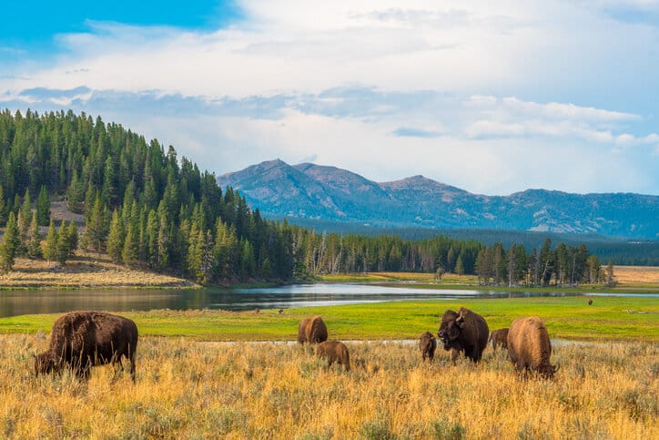 Buffalos grazing at Hayden Valley, Yellowstone, National Park, Wyoming, USA