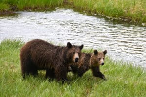 bears in yellowstone